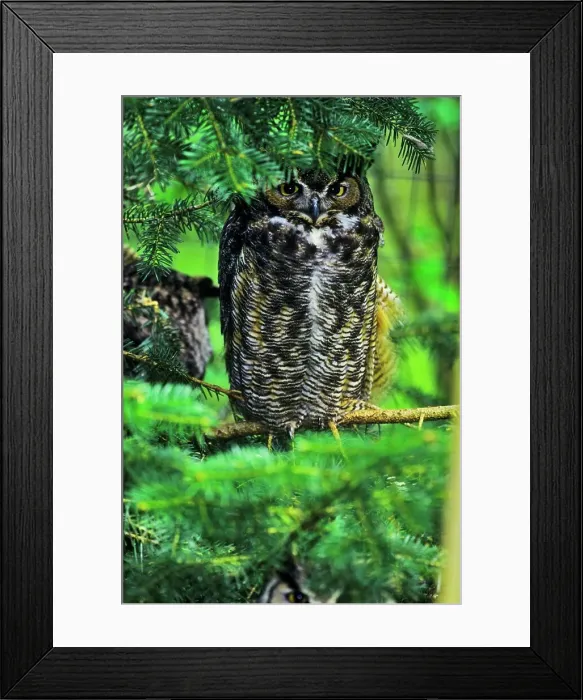 Framed Print : Canada, British Columbia, Vancouver island Framed Print : Canada, British Columbia, Vancouver island