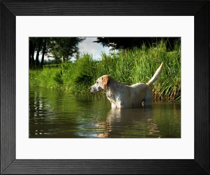 Framed Print : Dog in the widlerness