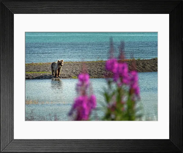Framed Print : NIKON Df Brooks Camp Katmai Bears Brown Bears Framed Print : NIKON Df Brooks Camp Katmai Bears Brown Bears