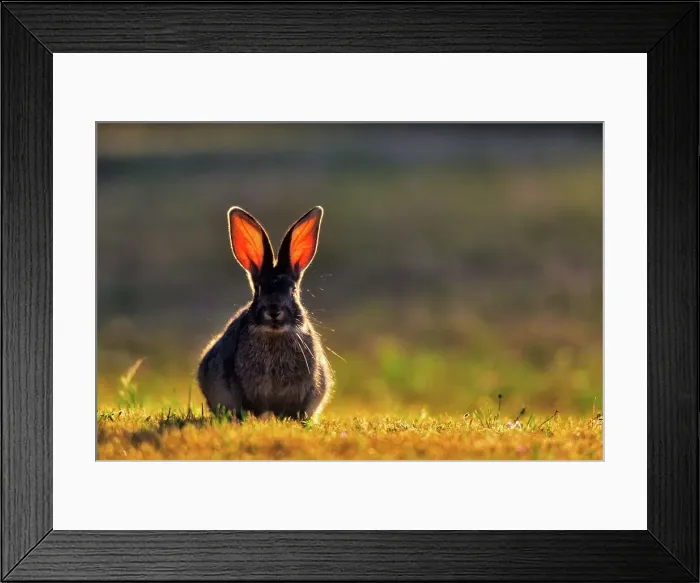 Framed Print : Canada, British Columbia, Vancouver island Framed Print : Canada, British Columbia, Vancouver island