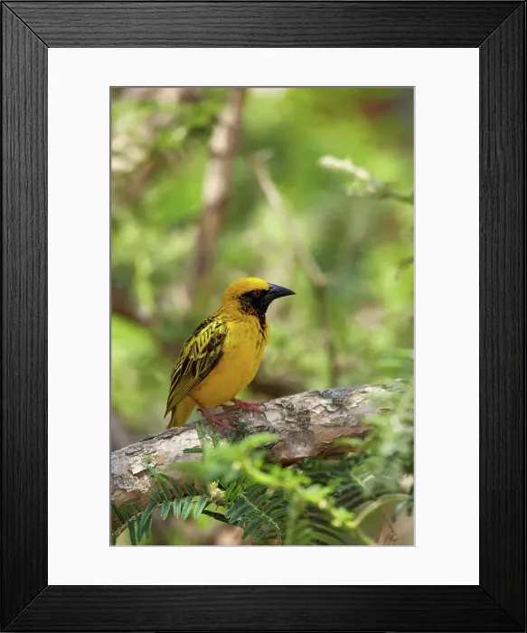 Framed Print : Spottedbacked Weaver (Ploceus cucullatus) Framed Print : Spottedbacked Weaver (Ploceus cucullatus)