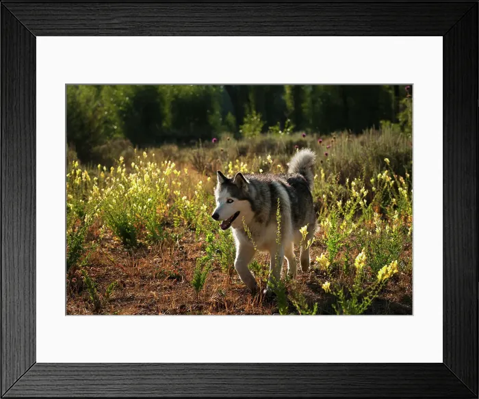 Framed Print : Dog in the widlerness