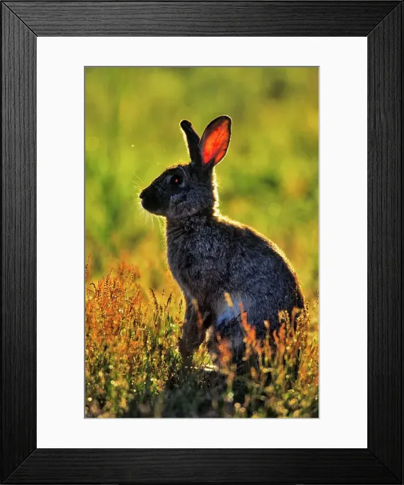 Framed Print : Canada, Vancouver island, Rabbit sitting in grass Framed Print : Canada, Vancouver island, Rabbit sitting in grass