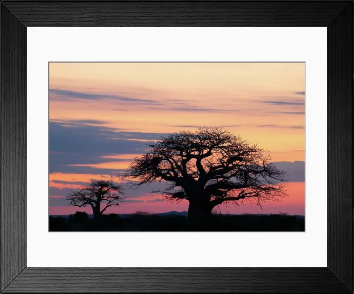 Framed Print : Baobab Tree (Andansonia digitata) at dawn Framed Print : Baobab Tree (Andansonia digitata) at dawn