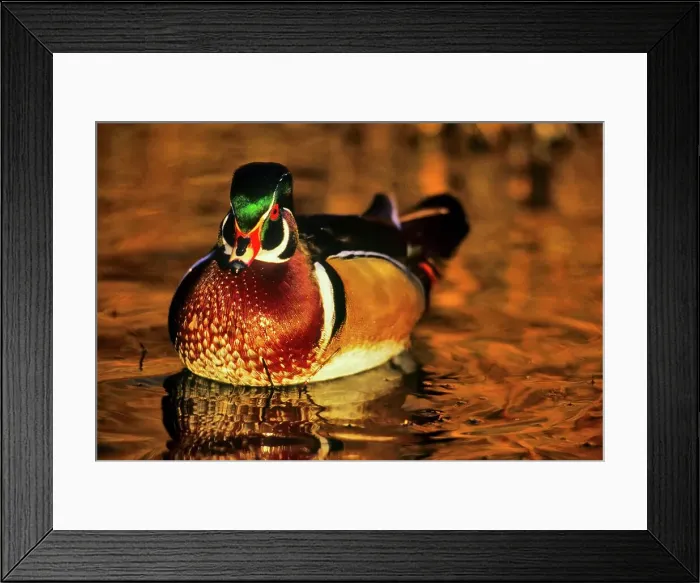 Framed Print : Canada, British Columbia, Vancouver island Framed Print : Canada, British Columbia, Vancouver island