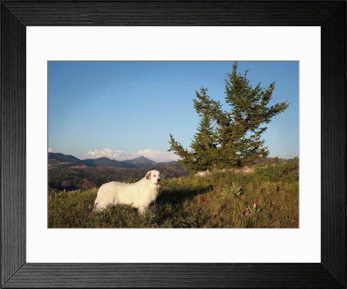 Framed Print : Dog in the widlerness Framed Print : Dog in the widlerness