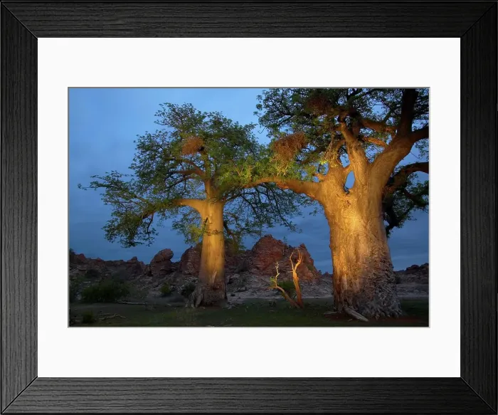 Framed Print : Baobab Trees (Andansonia digitata) at twilight Framed Print : Baobab Trees (Andansonia digitata) at twilight