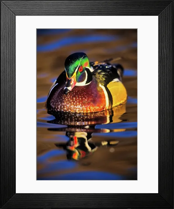 Framed Print : Canada, British Columbia, Vancouver island Framed Print : Canada, British Columbia, Vancouver island