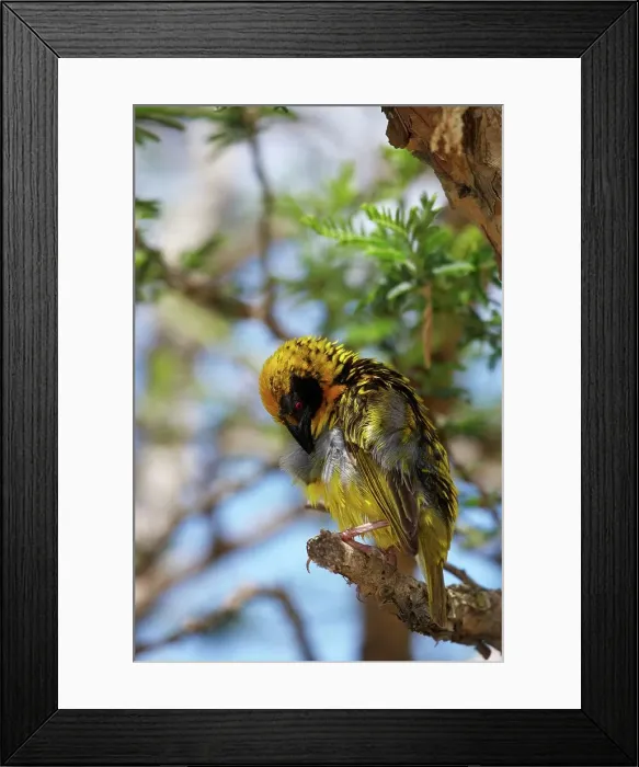 Framed Print : Spottedbacked Weaver (Ploceus cucullatus) Framed Print : Spottedbacked Weaver (Ploceus cucullatus)