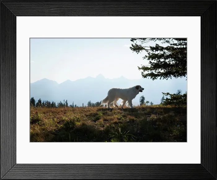 Framed Print : Dog in the widlerness Framed Print : Dog in the widlerness