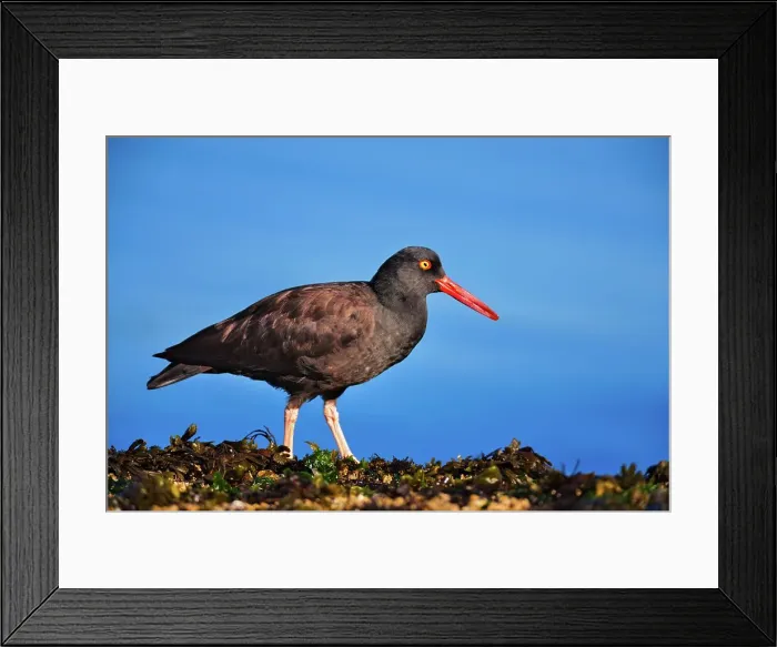 Framed Print : Canada, Vancouver island, Oystercatcher bird hunting Framed Print : Canada, Vancouver island, Oystercatcher bird hunting
