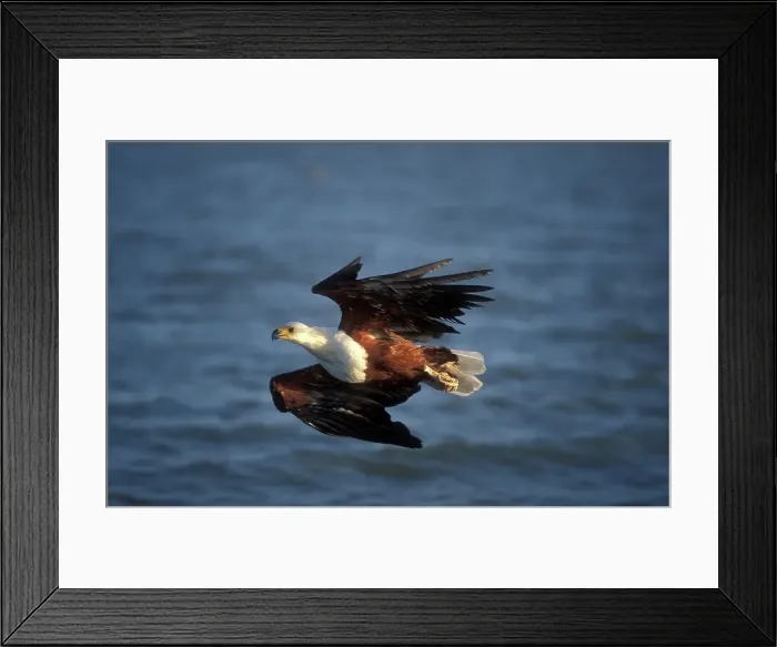 Framed Print : Fish Eagle. St. Lucia. KwaZulu-Natal