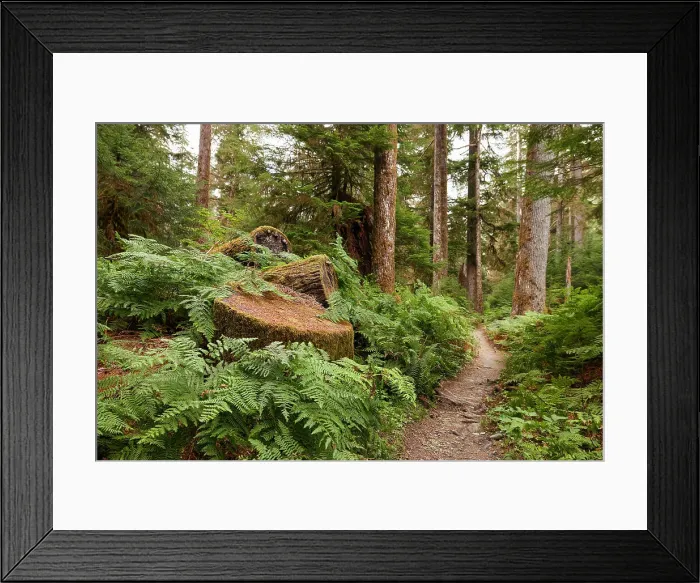 Framed Print : N. Hikers POV on a trail in the Hoh Rain Forest National Park on the Olympic Framed Print : N. Hikers POV on a trail in the Hoh Rain Forest National Park on the Olympic