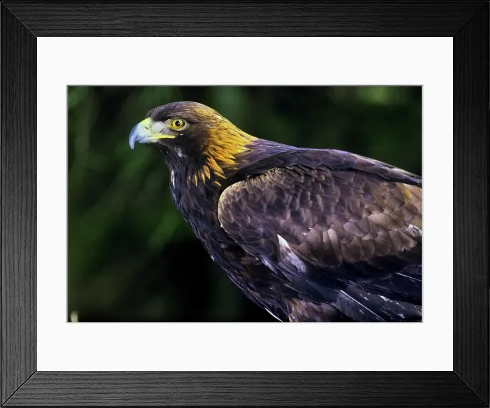 Framed Print : Canada, British Columbia, Vancouver island Framed Print : Canada, British Columbia, Vancouver island