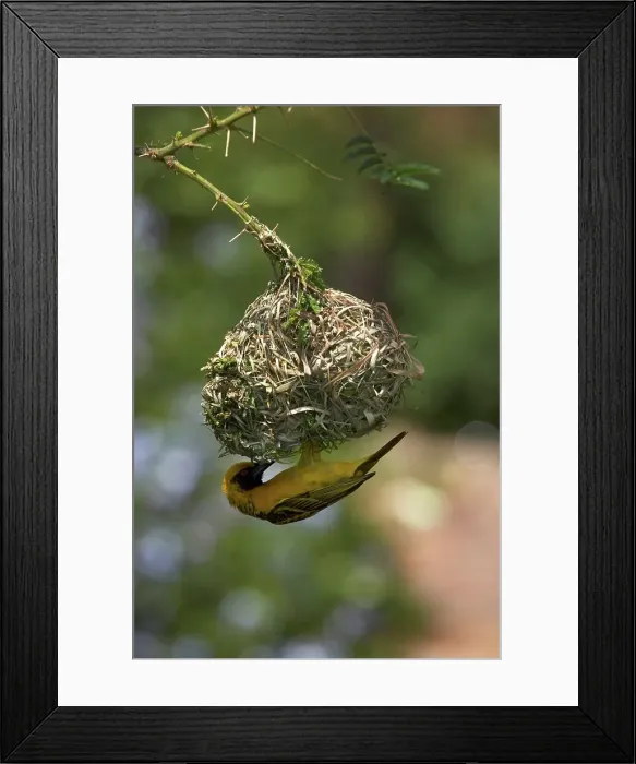 Framed Print : Spottedbacked Weaver (Ploceus cucullatus) on nest Framed Print : Spottedbacked Weaver (Ploceus cucullatus) on nest