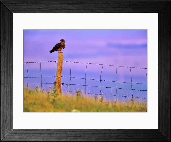 Framed Print : Canada, Alberta, Harris Hawk (Parabuteo unicinctus) perching on fence Framed Print : Canada, Alberta, Harris Hawk (Parabuteo unicinctus) perching on fence