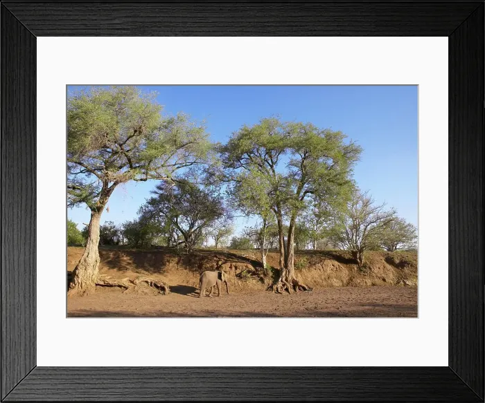 Framed Print : Ana Tree or Apple-ring Acacia (Faidherbia Albida or Acacia albida) with Elephant (Loxodonta africana) Framed Print : Ana Tree or Apple-ring Acacia (Faidherbia Albida or Acacia albida) with Elephant (Loxodonta africana)