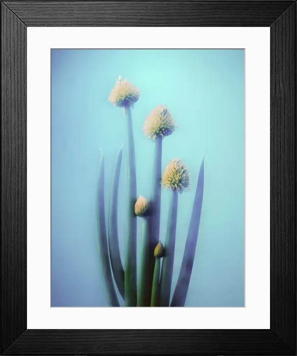 Framed Print : Onion Flowers Framed Print : Onion Flowers