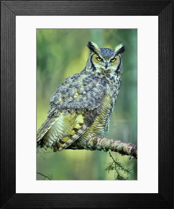 Framed Print : Canada, British Columbia, Vancouver island Framed Print : Canada, British Columbia, Vancouver island