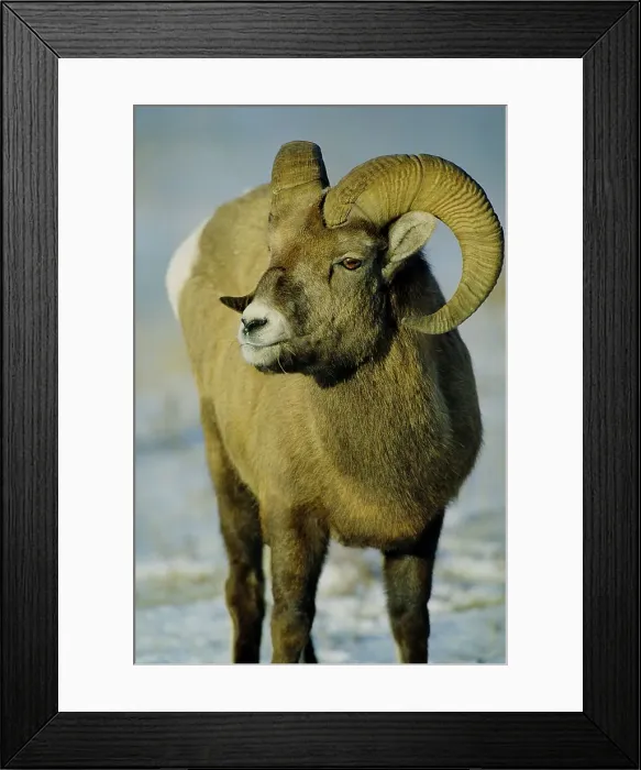 Framed Print : Canada, Alberta, Rocky Mountains