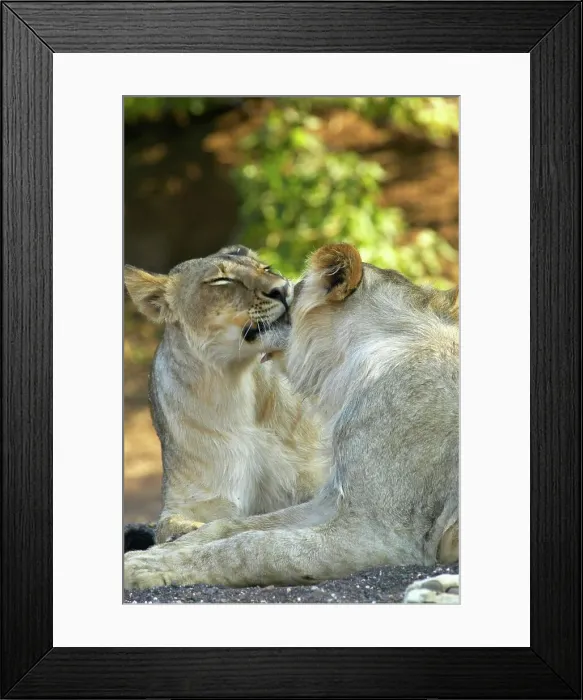 Framed Print : Lions (Panthera leo) grooming each other Framed Print : Lions (Panthera leo) grooming each other