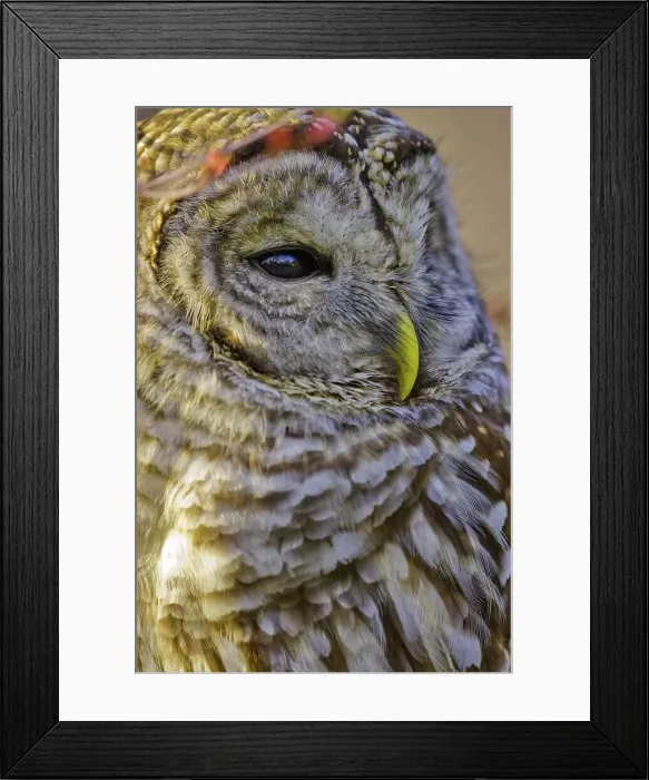 Framed Print : Canada, British Columbia, Vancouver island Framed Print : Canada, British Columbia, Vancouver island
