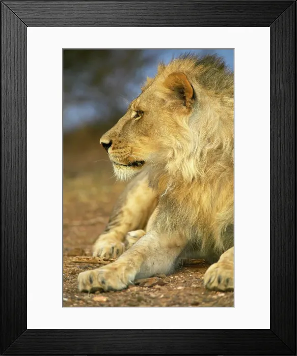 Framed Print : Lion (Panthera leo). Mashatu Game Reserve Framed Print : Lion (Panthera leo). Mashatu Game Reserve