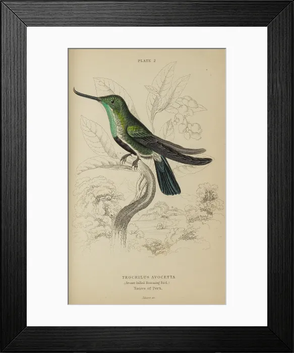Framed Print : 1835 Antique Art Biology Bird Birds Classification