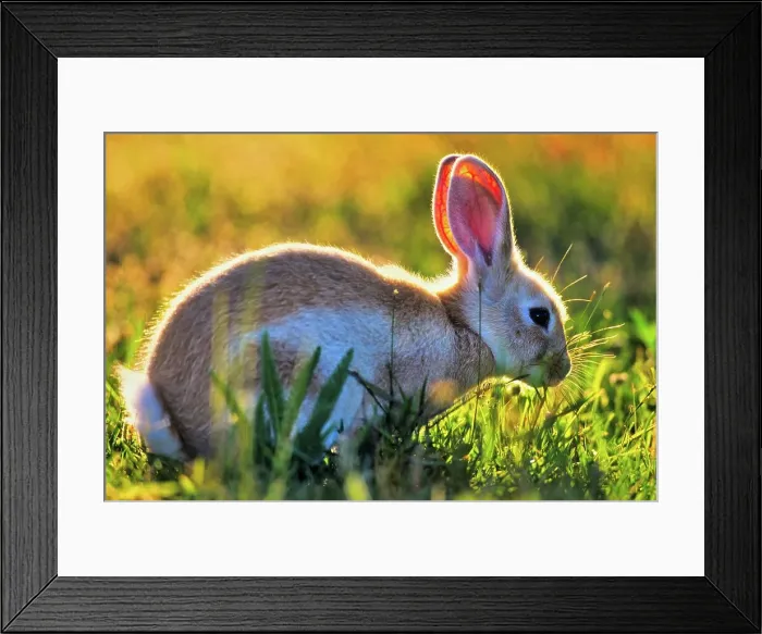 Framed Print : Canada, Vancouver island, Rabbit sitting in grass Framed Print : Canada, Vancouver island, Rabbit sitting in grass
