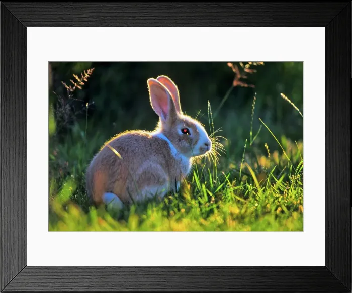 Framed Print : Canada, Vancouver island, Rabbit sitting in grass Framed Print : Canada, Vancouver island, Rabbit sitting in grass