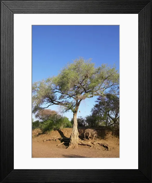 Framed Print : Ana Tree or Apple-ring Acacia (Faidherbia Albida or Acacia albida) with Elephant (Loxodonta africana)