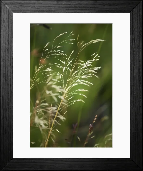 Framed Print : Grass at Giants Castle. Ukhahlamba Drakensberg Park Framed Print : Grass at Giants Castle. Ukhahlamba Drakensberg Park