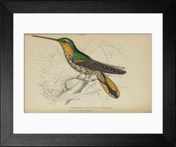 Framed Print : 1835 Antique Art Biology Bird Birds Classification Framed Print : 1835 Antique Art Biology Bird Birds Classification