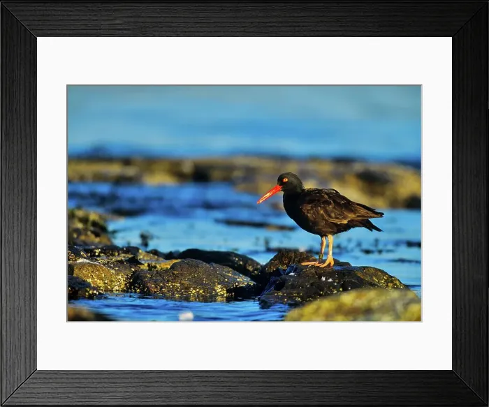 Framed Print : Canada, Vancouver island, Oystercatcher perching on stone Framed Print : Canada, Vancouver island, Oystercatcher perching on stone