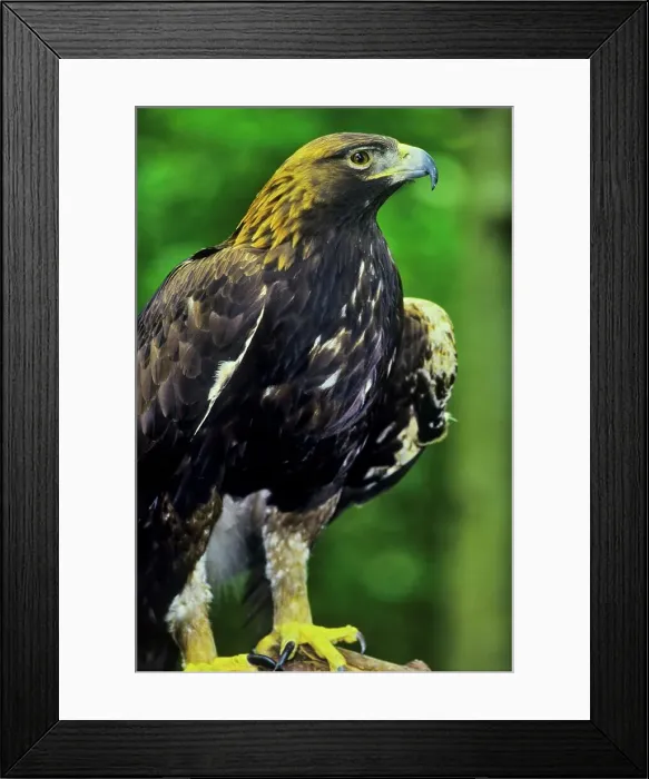 Framed Print : Canada, British Columbia, Vancouver island Framed Print : Canada, British Columbia, Vancouver island