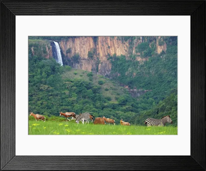 Framed Print : Blesbok (Damaliscus dorcas phillipsi) and Burchell's Zebra (Equus burchelli)