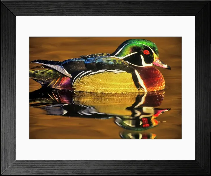 Framed Print : Canada, British Columbia, Vancouver island Framed Print : Canada, British Columbia, Vancouver island