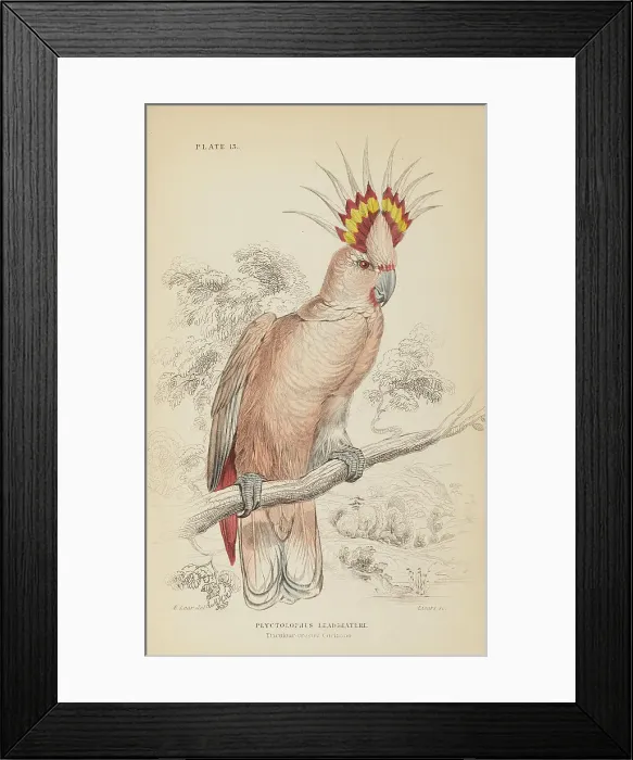 Framed Print : 1835 Antique Art Biology Bird Birds Classification Framed Print : 1835 Antique Art Biology Bird Birds Classification