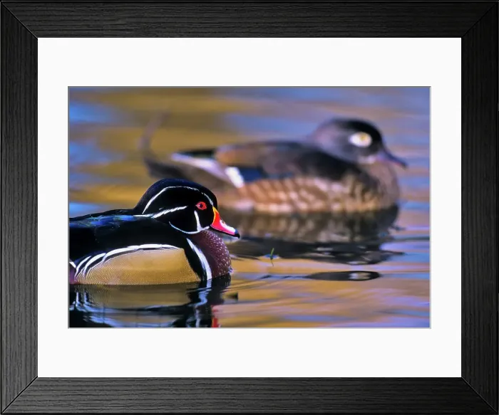 Framed Print : Canada, British Columbia, Vancouver island Framed Print : Canada, British Columbia, Vancouver island
