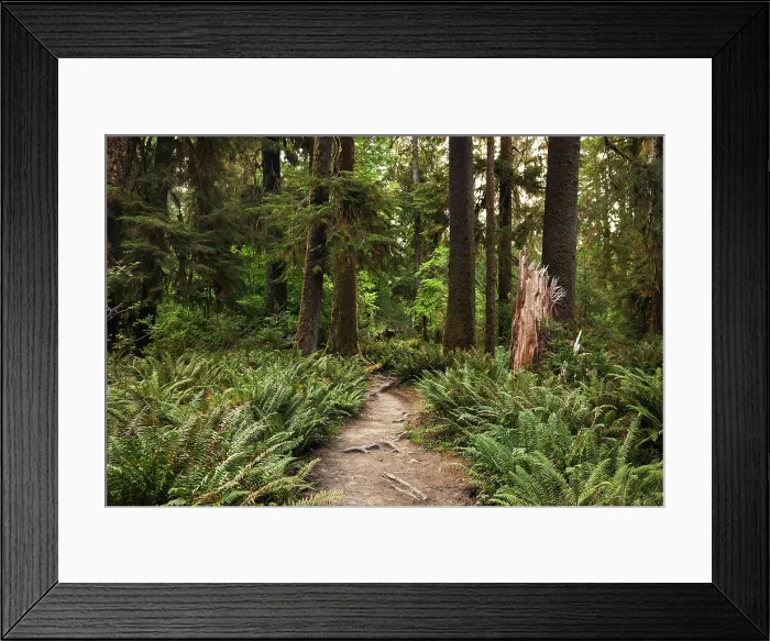 Framed Print : N. Hikers POV with lush green ferns on either side of trail in the Hoh Framed Print : N. Hikers POV with lush green ferns on either side of trail in the Hoh