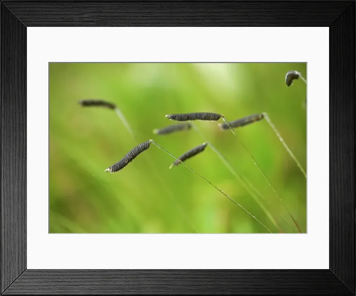 Framed Print : Caterpillar Grass (Harpochloa falx) Framed Print : Caterpillar Grass (Harpochloa falx)