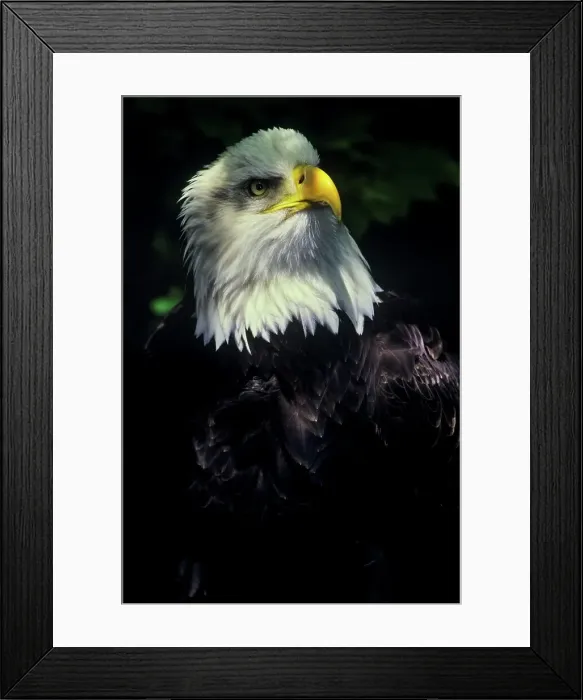 Framed Print : Canada, British Columbia, Vancouver island Framed Print : Canada, British Columbia, Vancouver island