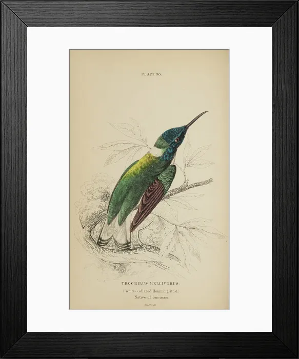 Framed Print : 1835 Antique Art Biology Bird Birds Classification