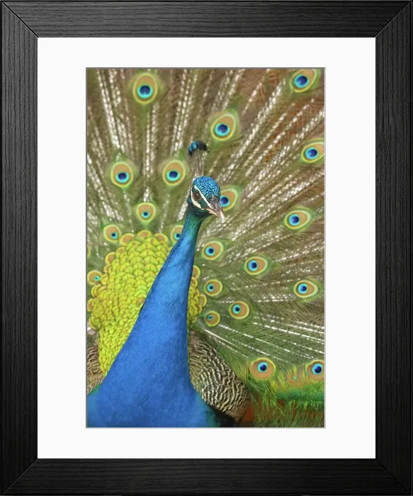 Framed Print : Peacock. (Pavo cristatus). Johannesburg Framed Print : Peacock. (Pavo cristatus). Johannesburg