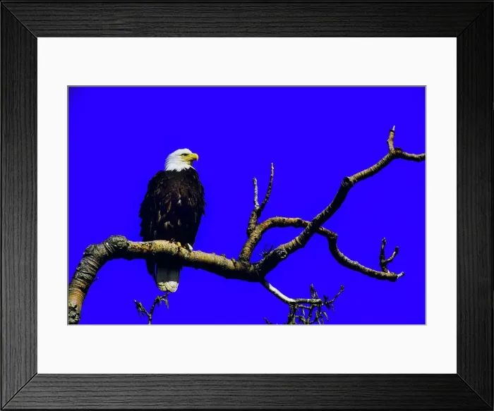 Framed Print : Canada, British Columbia, Vancouver Island Framed Print : Canada, British Columbia, Vancouver Island