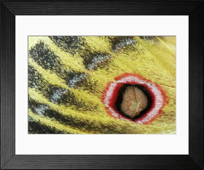 Framed Print : Detail of Emperor Moth (Saturniidae) wing Framed Print : Detail of Emperor Moth (Saturniidae) wing