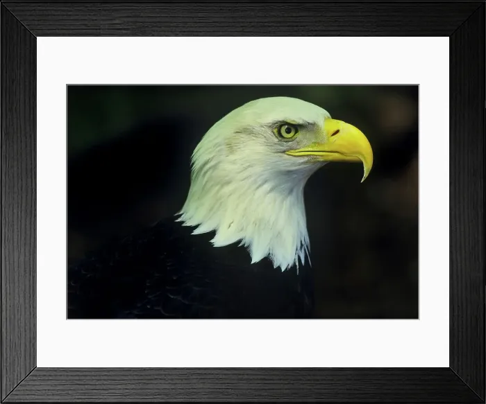 Framed Print : Canada, British Columbia, Vancouver island Framed Print : Canada, British Columbia, Vancouver island