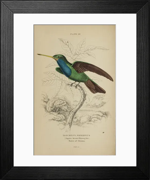 Framed Print : 1835 Antique Art Biology Bird Birds Classification Framed Print : 1835 Antique Art Biology Bird Birds Classification