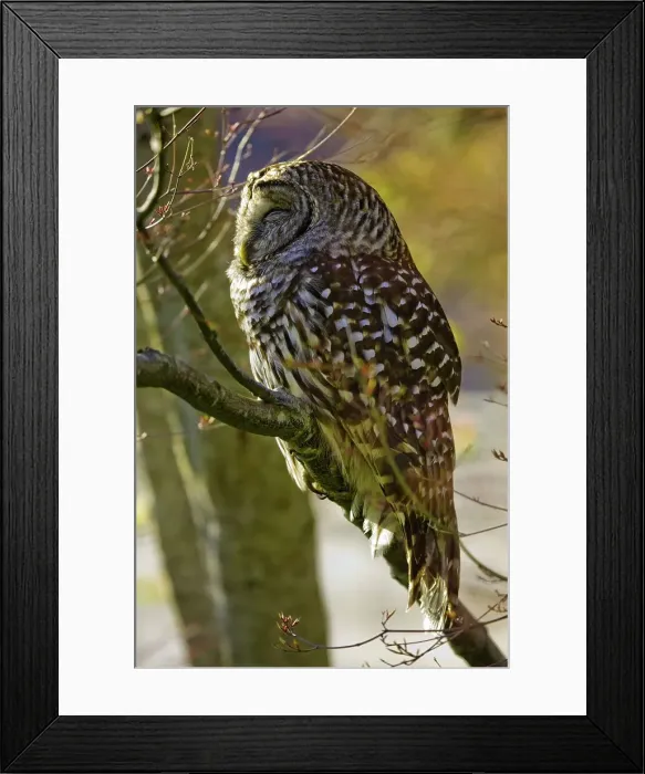 Framed Print : Canada, British Columbia, Vancouver island Framed Print : Canada, British Columbia, Vancouver island