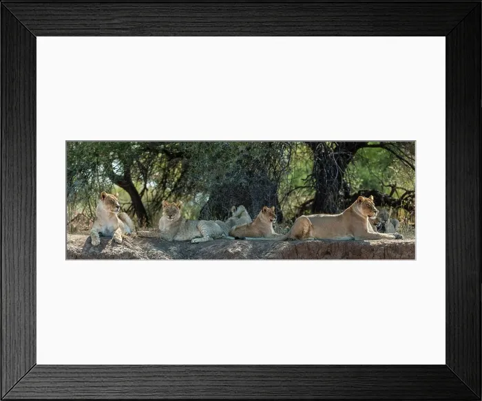 Framed Print : Lion (Panthera leo) pride. Mashatu Game Reserve